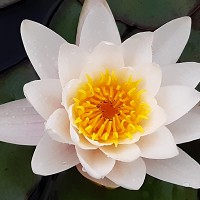 Linda Banks Therapist